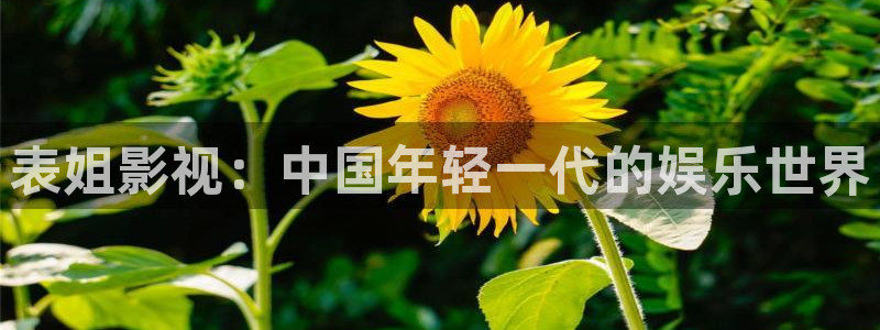 天美麻花星空视频剧组的故事：表姐影视：中国年轻一代的娱乐世界